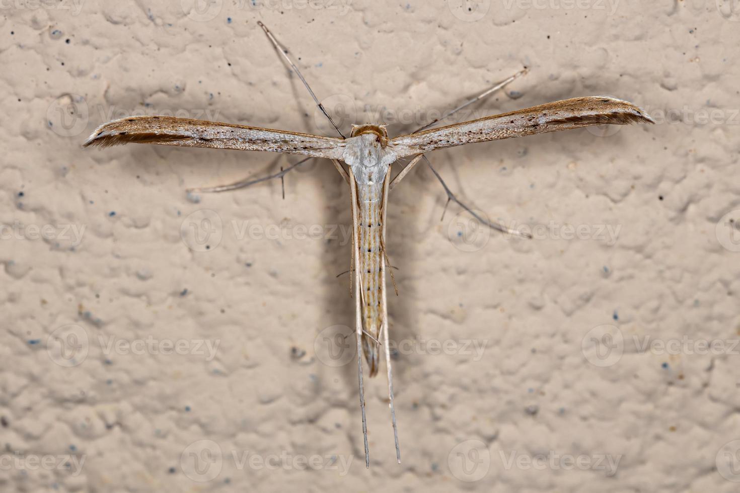 papillon de nuit adulte photo