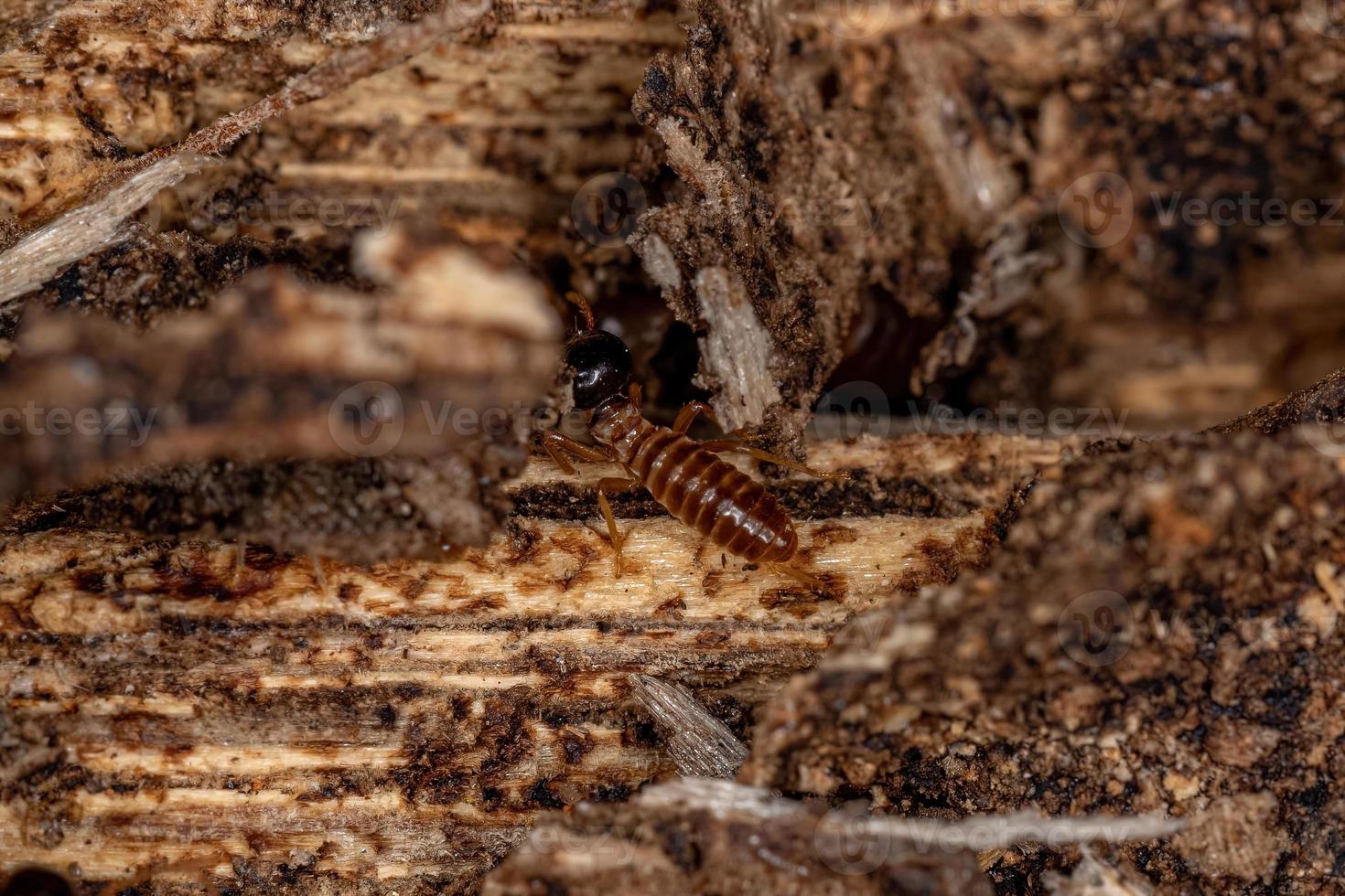 termites nasutes adultes photo