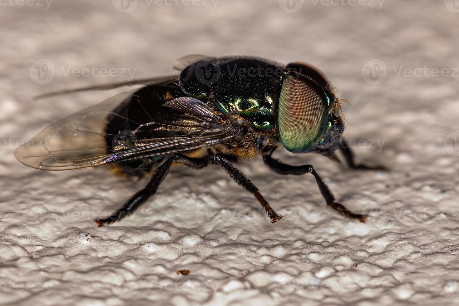 mouche bijou verte adulte photo