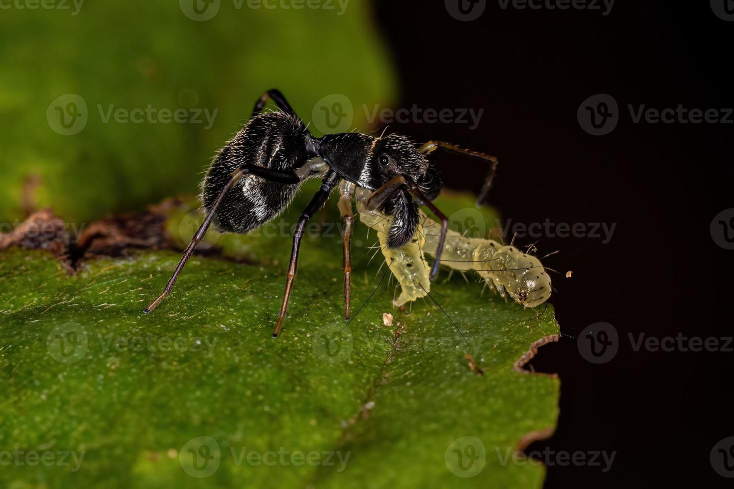 Araignée sauteuse adulte qui imite les fourmis charpentières photo