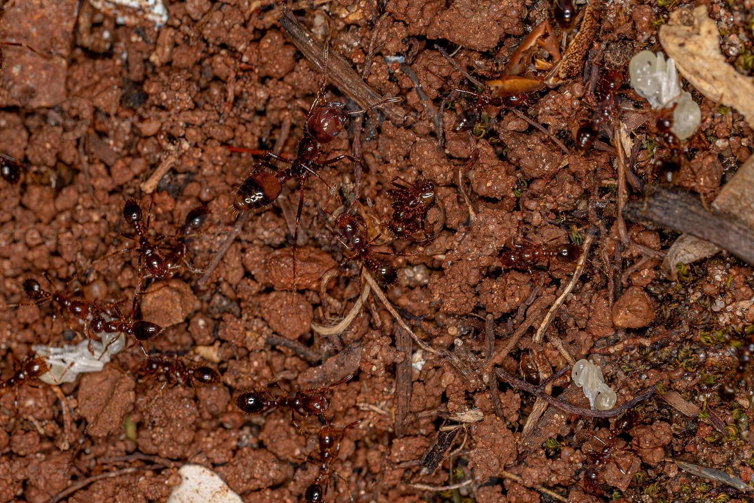 fourmis de feu adultes photo