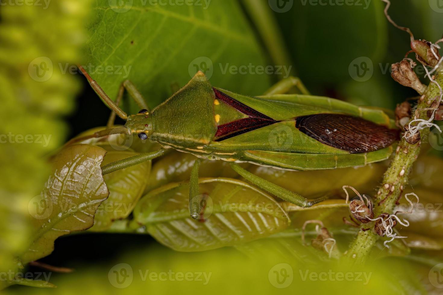 punaise à pieds feuille adulte photo