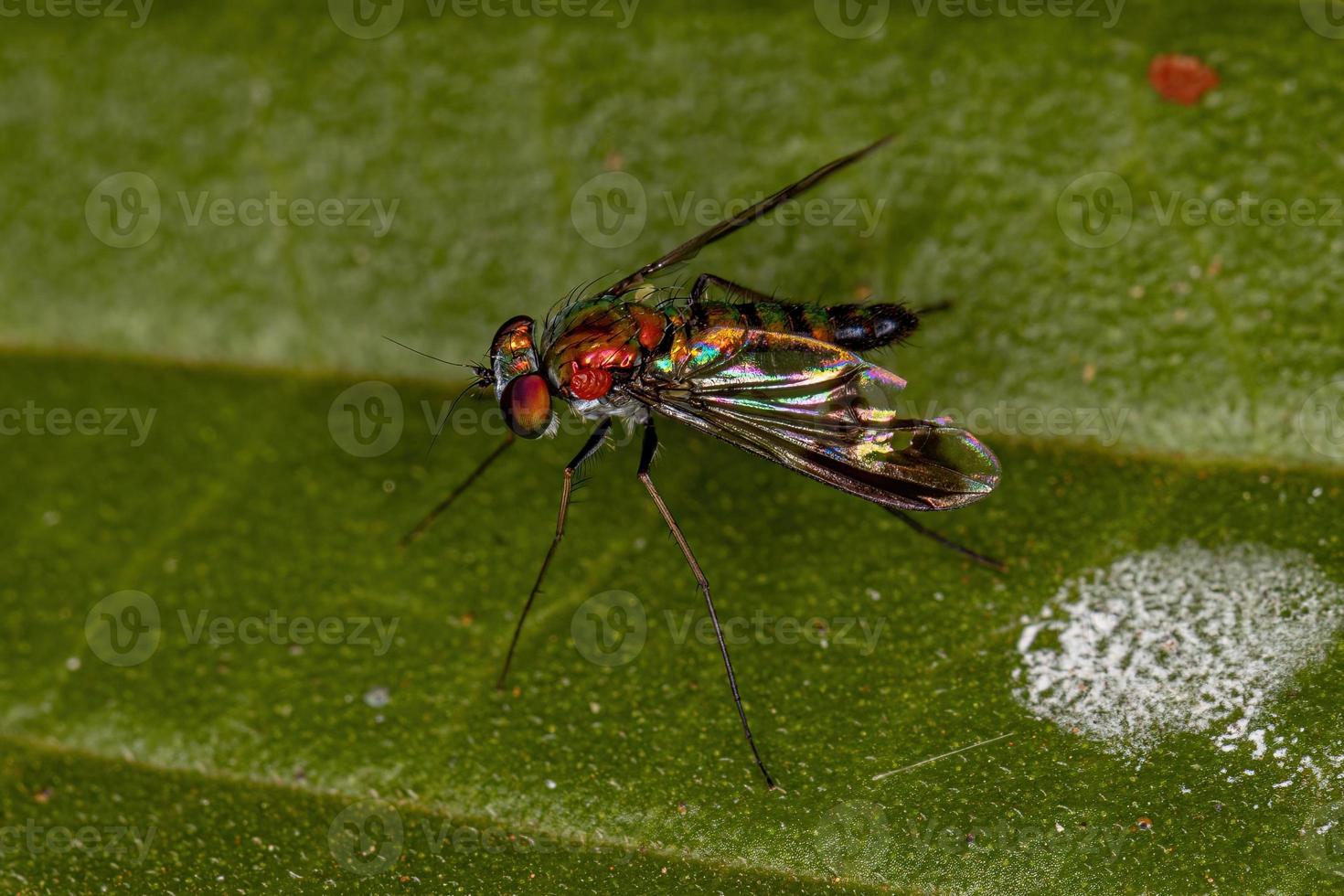 mouche adulte à longues pattes photo