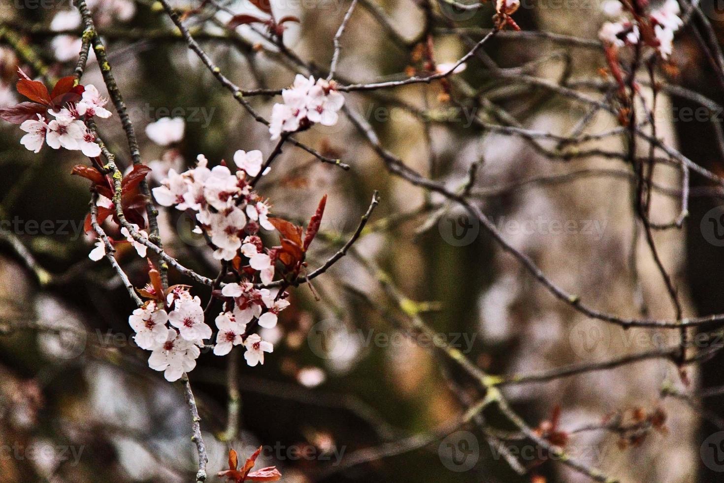 saisonnier de la floraison des cerisiers photo