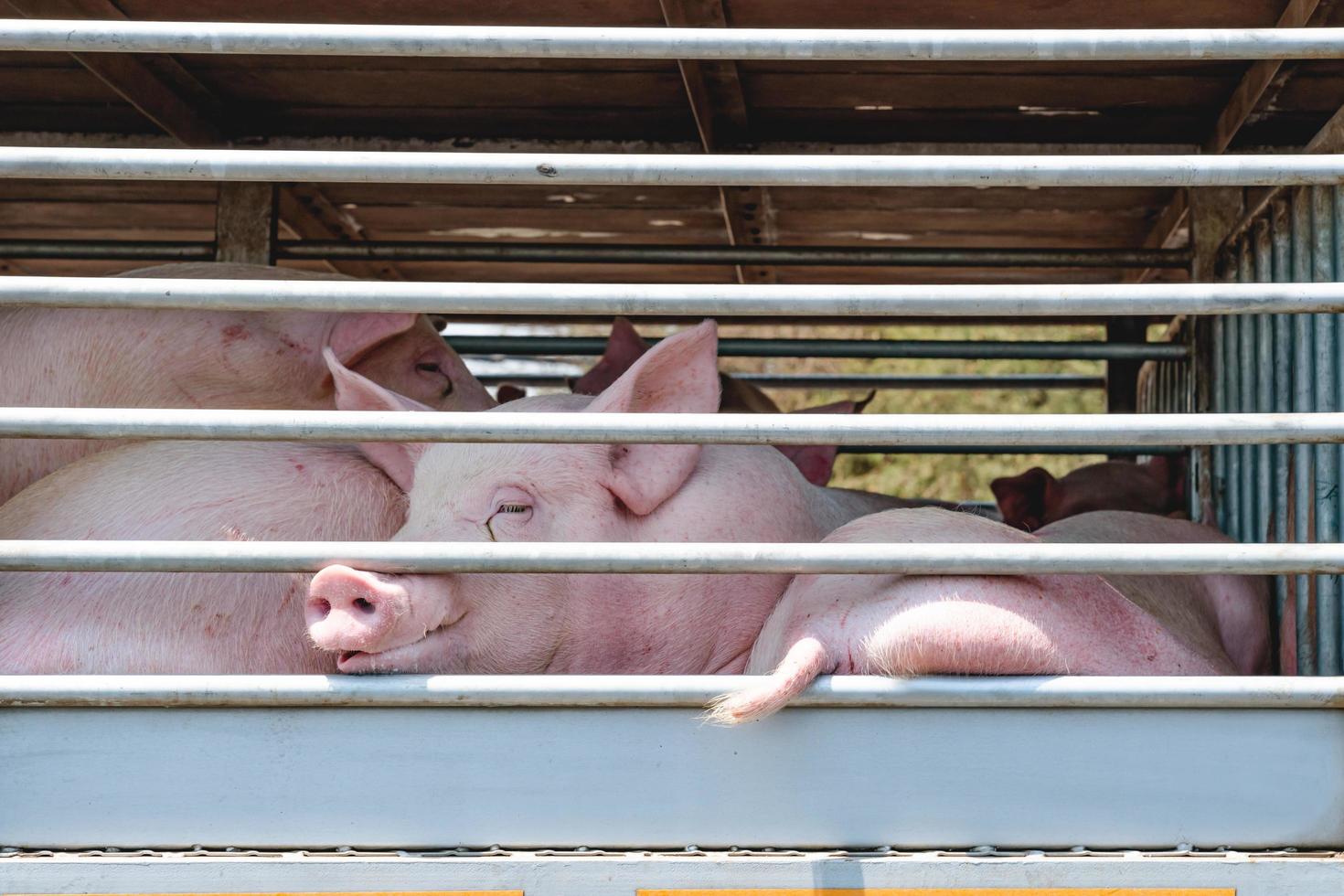 porcs de transport par camion photo