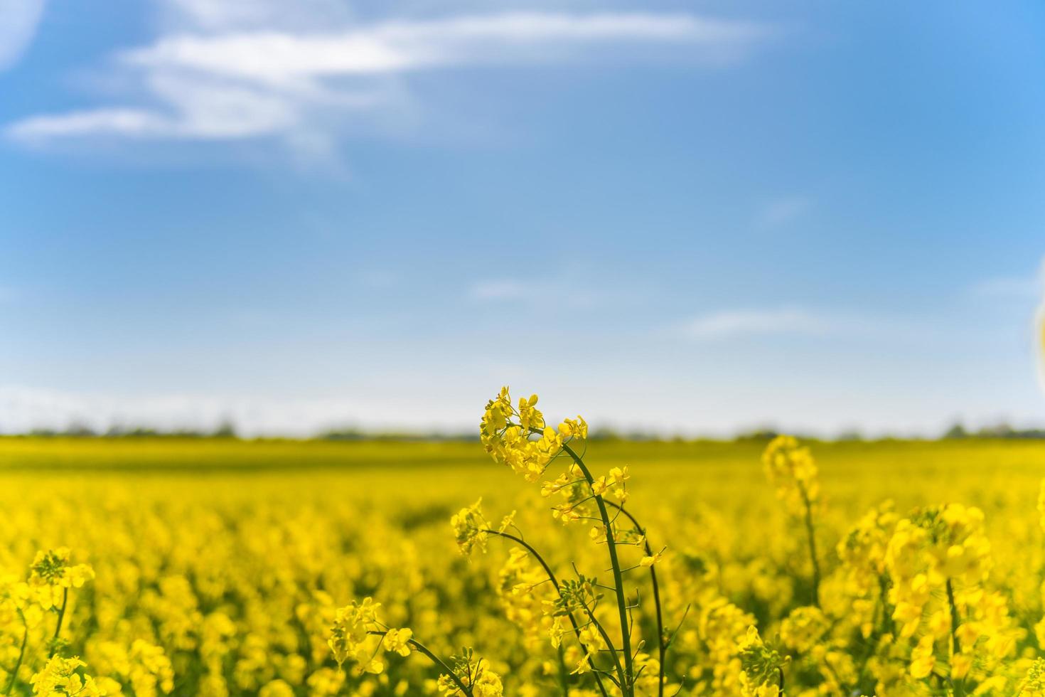 beaux champs de colza jaune au soleil de printemps photo