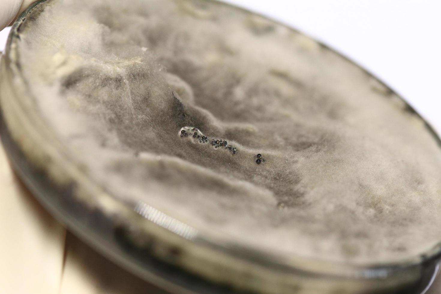 boîte de pétri de culture de champignons de test de recherche en biochimie. photo