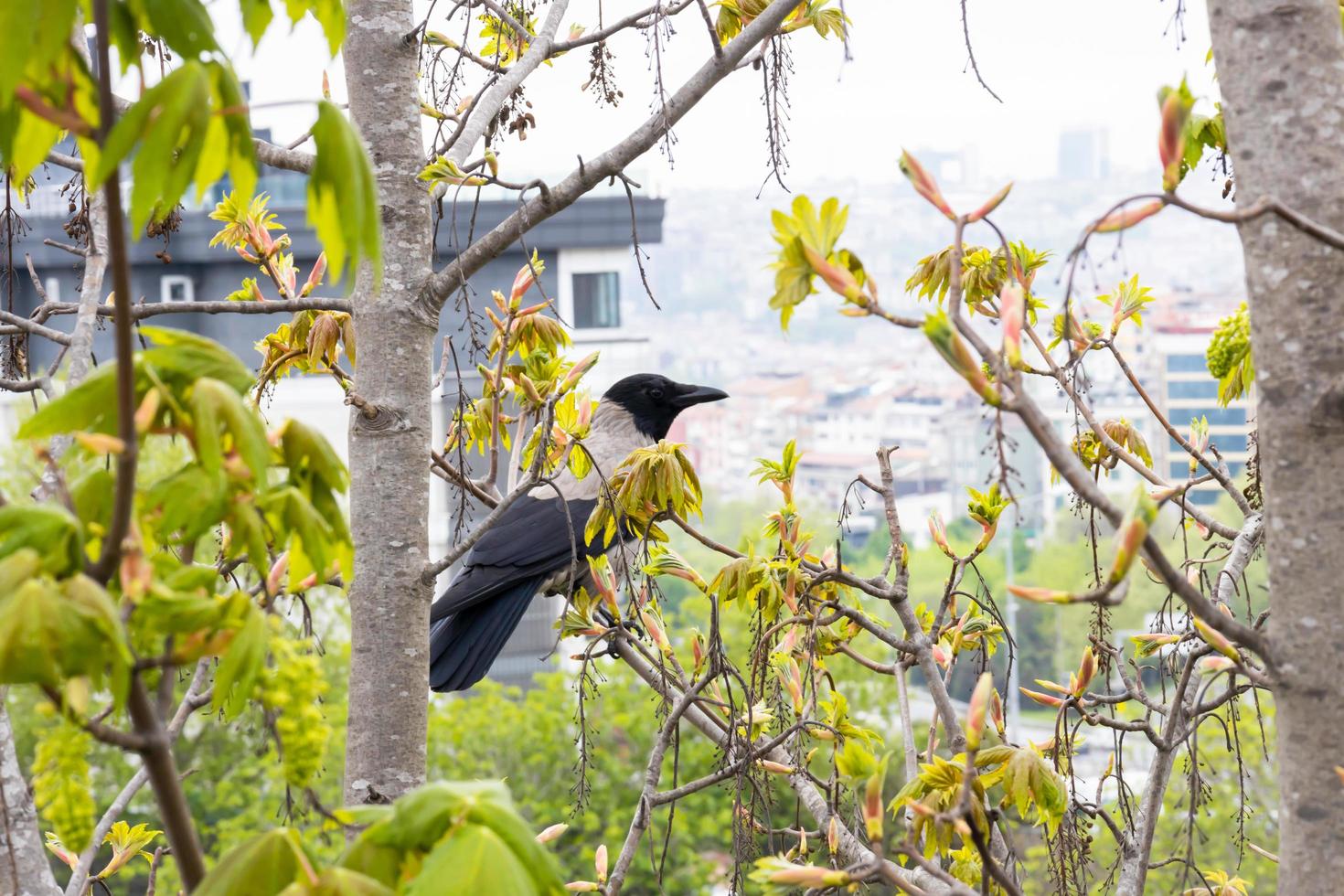 gros plan de corbeau perché sur un arbre. portrait de corbeau. photo