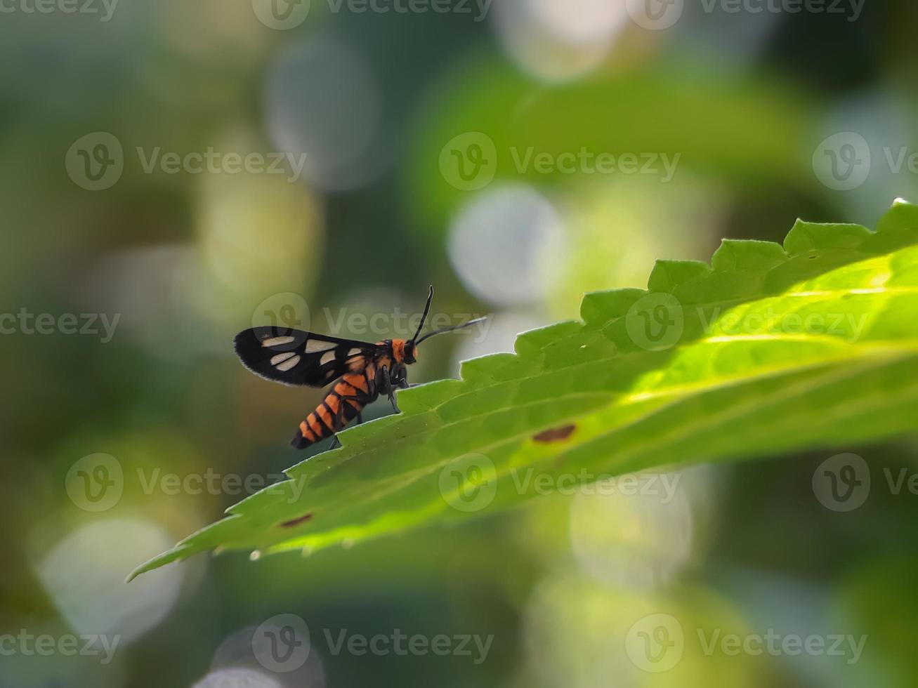 Tiger Moth sur les feuilles de fleurs de chaussures avec un fond naturel photo