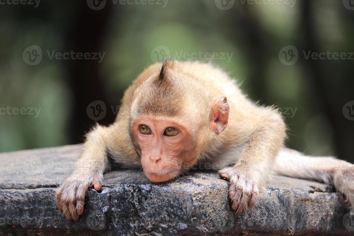 macaque singe doré photo