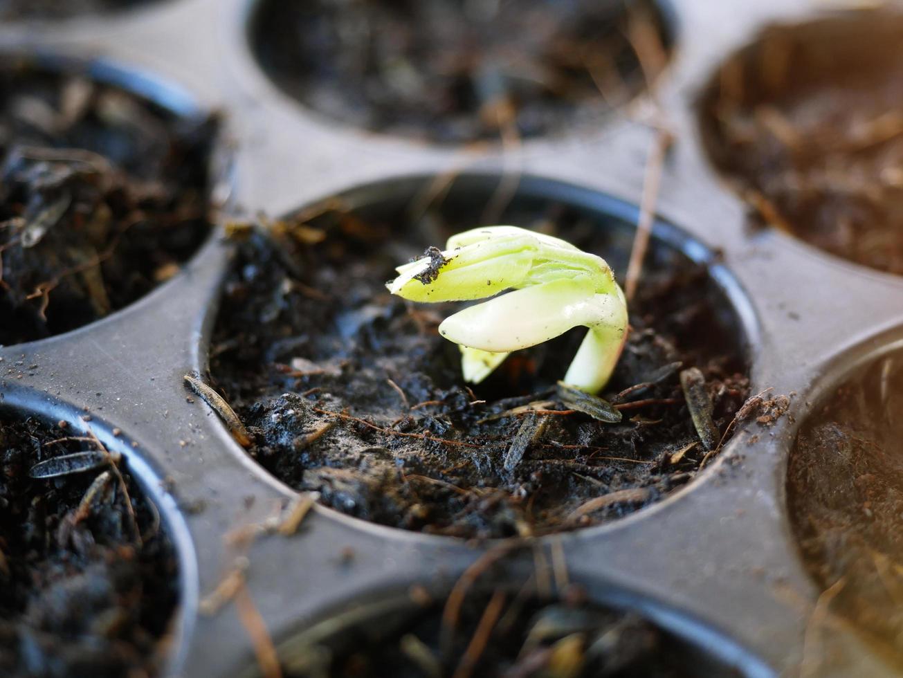 la croissance des plantes cultivées dans le bac à fosse. photo