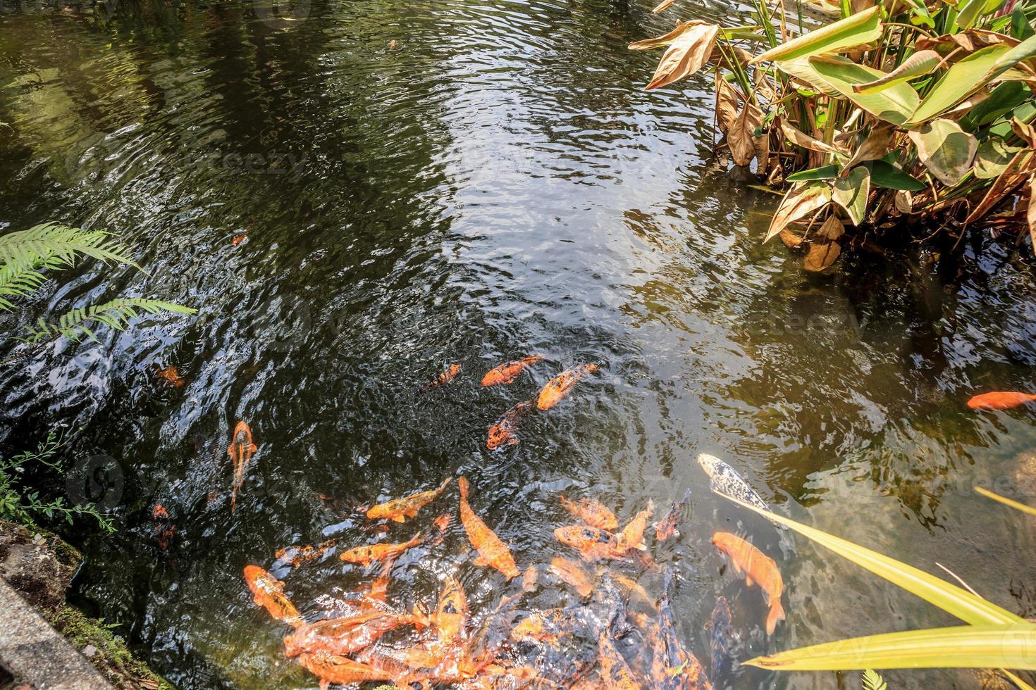 poisson koi dans l'aménagement paysager décoratif d'un étang de jardin photo