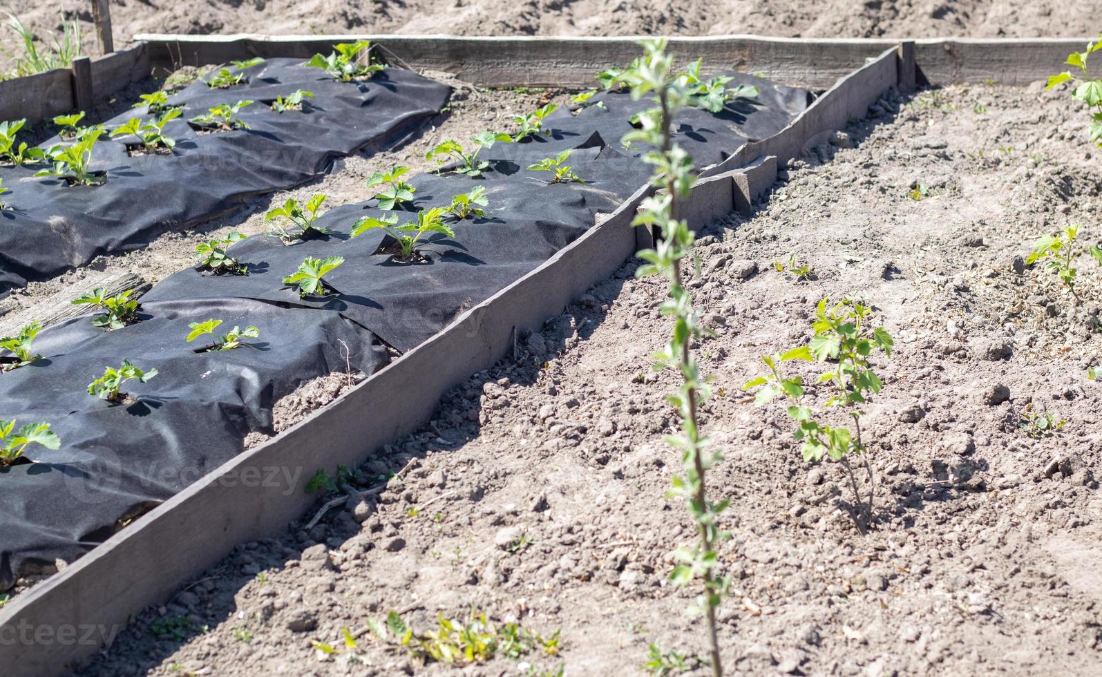 longs lits soignés de fraises recouverts d'agrofibre noire. un fraisier vert dans un trou spunbond noir foncé dans le sol. application de technologies modernes pour la culture des fraises. photo