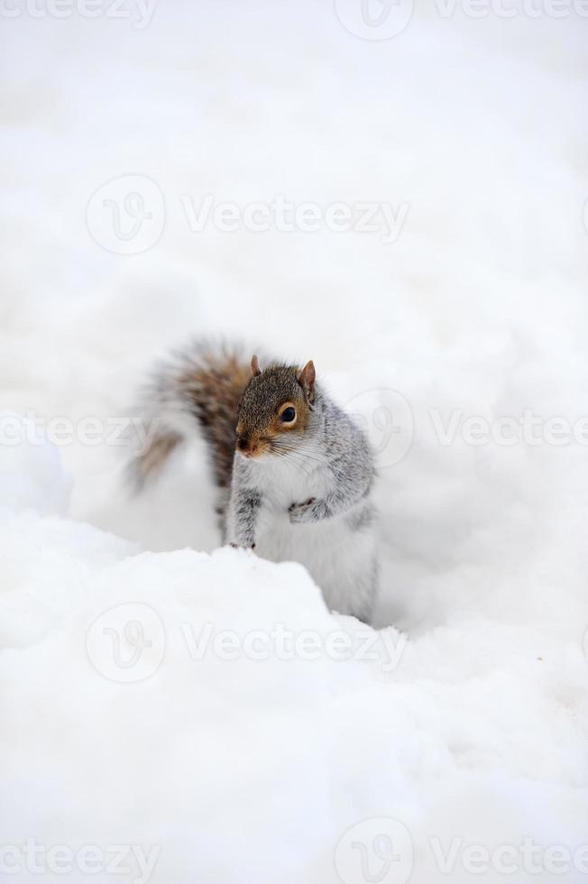 écureuil avec de la neige en hiver photo