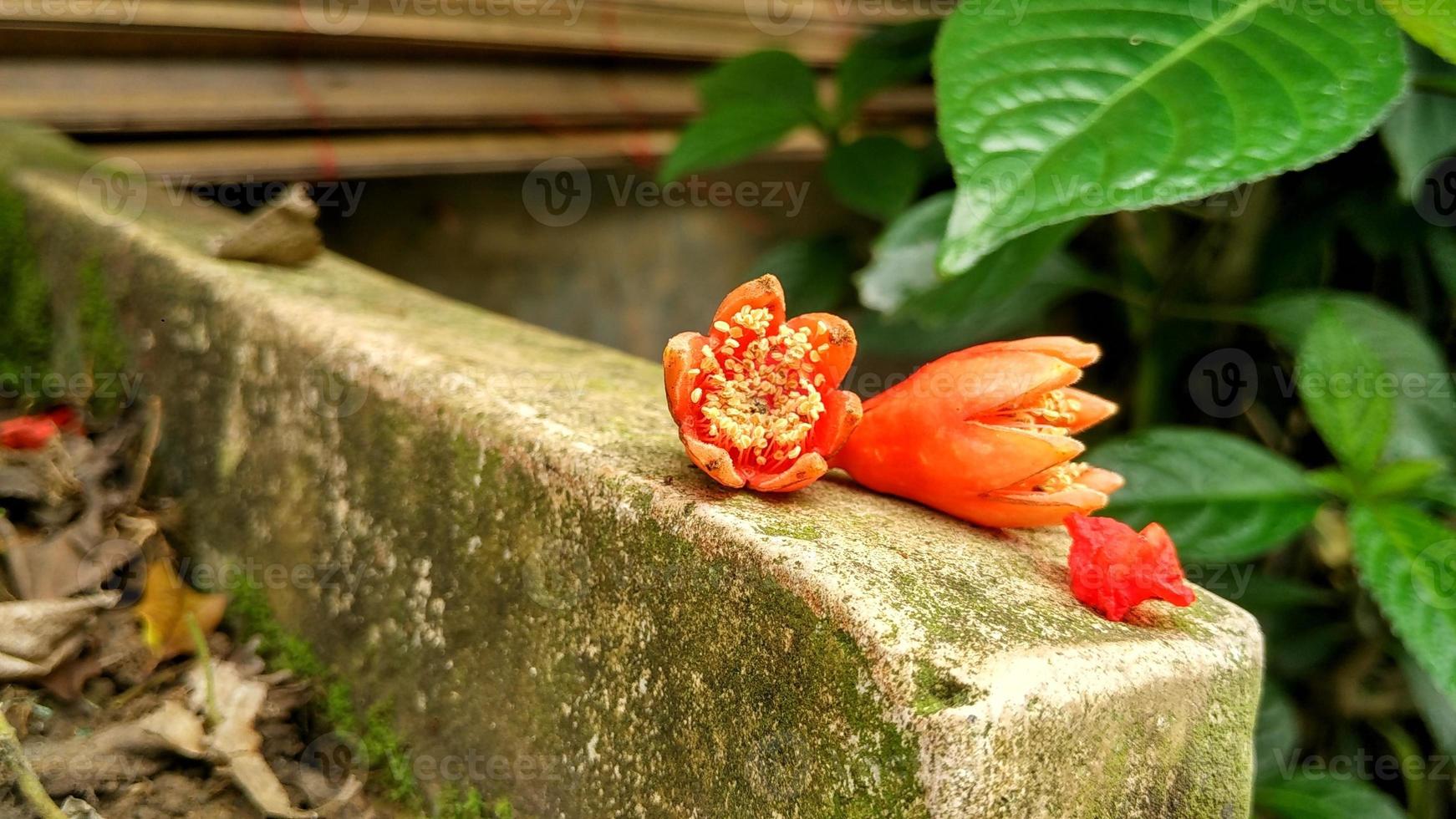 les fleurs de grenade punica granatum sont orange avec des pistils jaunes photo