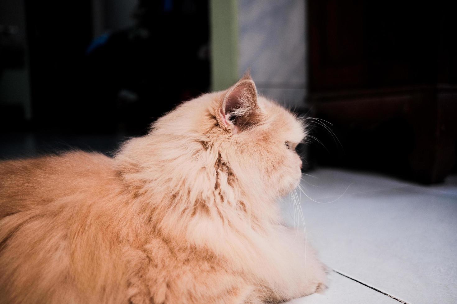 joli petit chaton persan rouge. photo