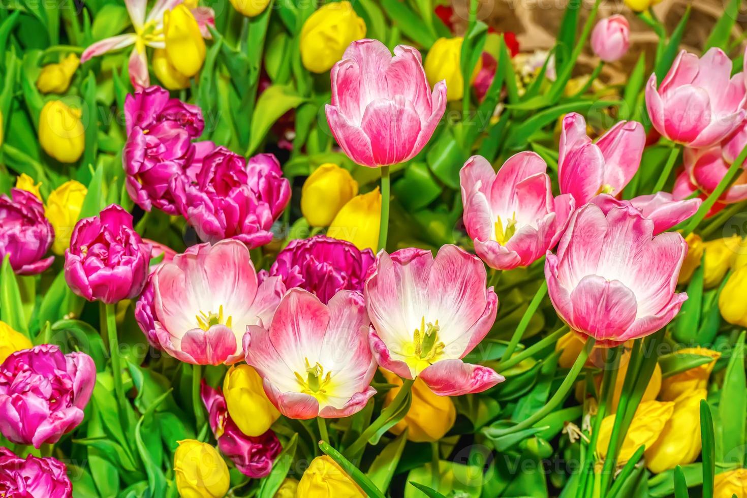 tulipe rose proéminente et belle dans le jardin. photo