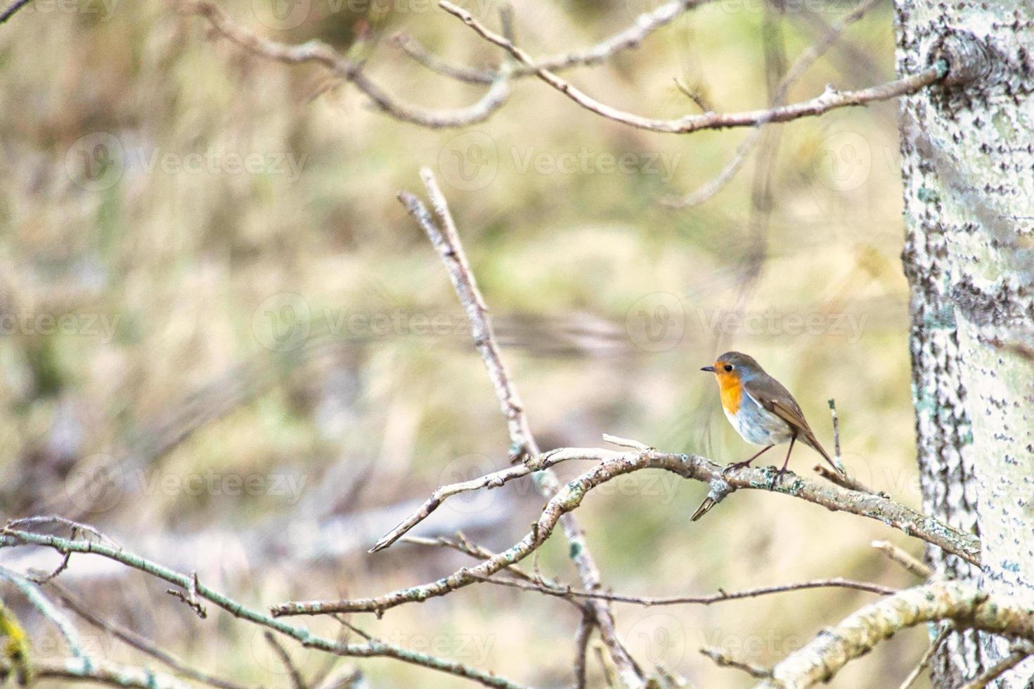 rouge-gorge sur une branche dans le parc national darss. plumage coloré du petit oiseau chanteur. photo