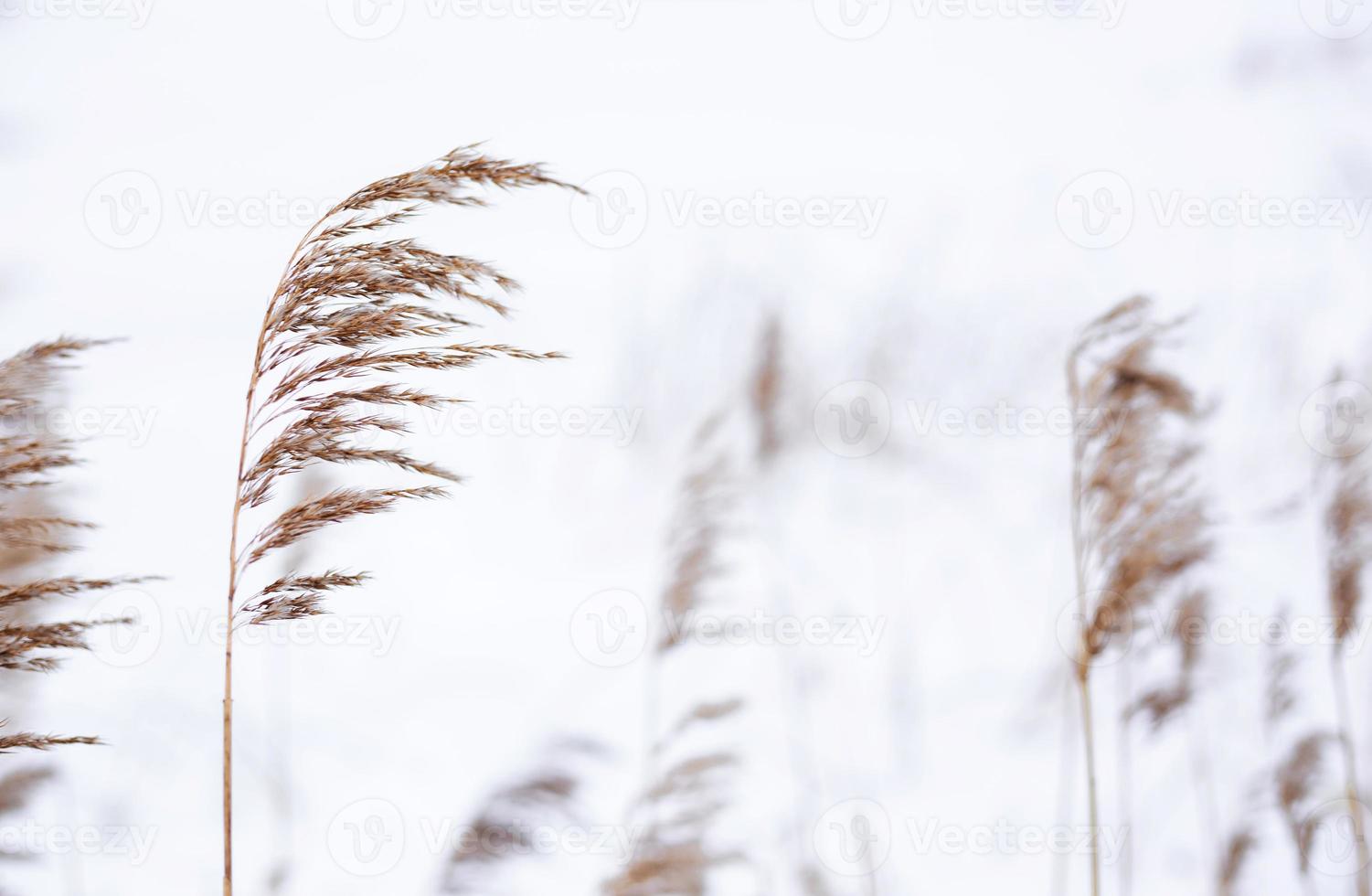 branches d'herbe de pampa sur fond de nature hivernale. photo