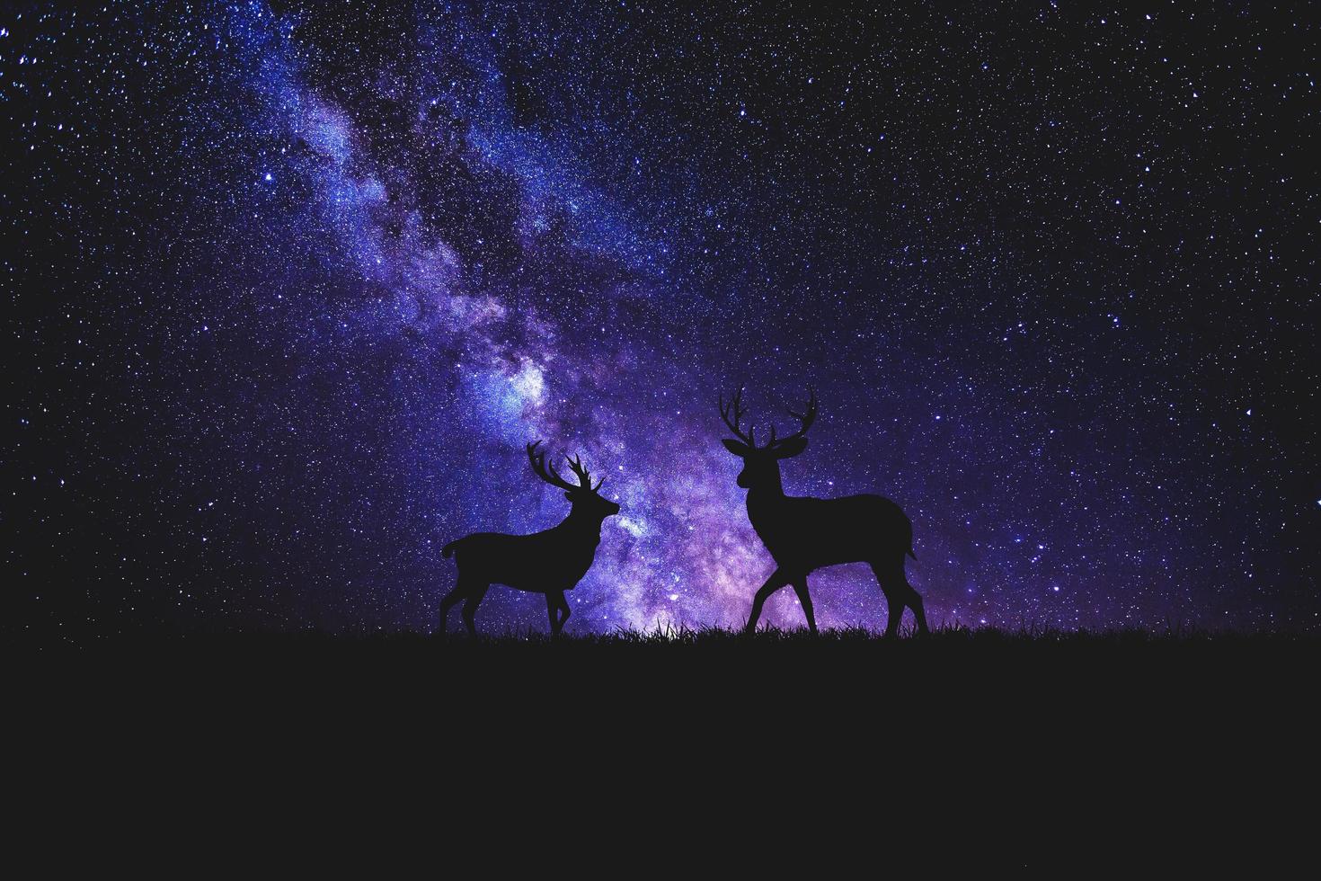 silhouette de cerf de nuit sur fond de voie lactée. belles images de fond photo