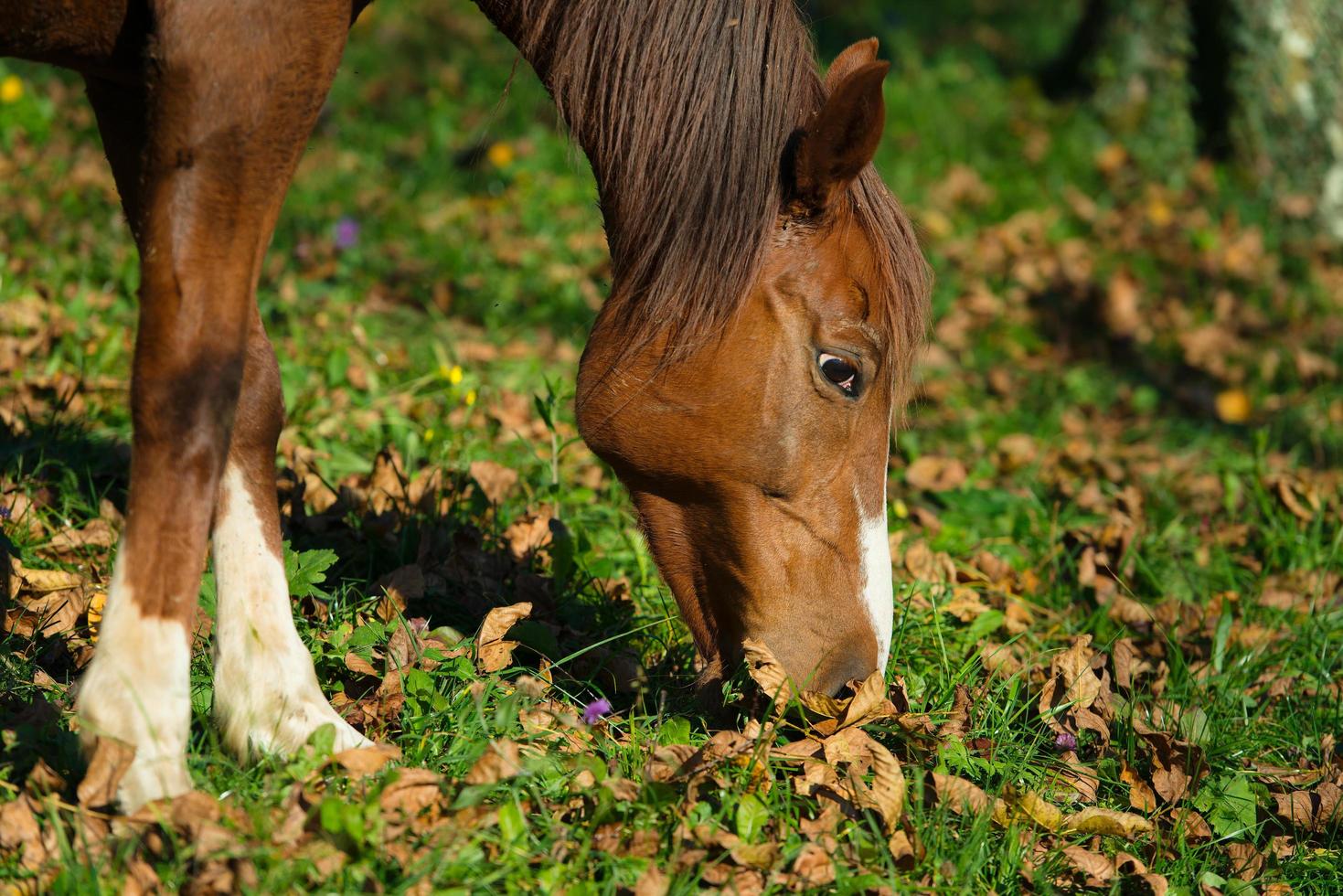 cheval mangeant dans un pré de feuilles photo