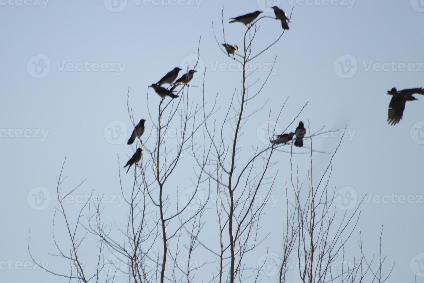 corbeaux sur l'arbre. beaucoup d'oiseaux sur les branches d'arbre. photo