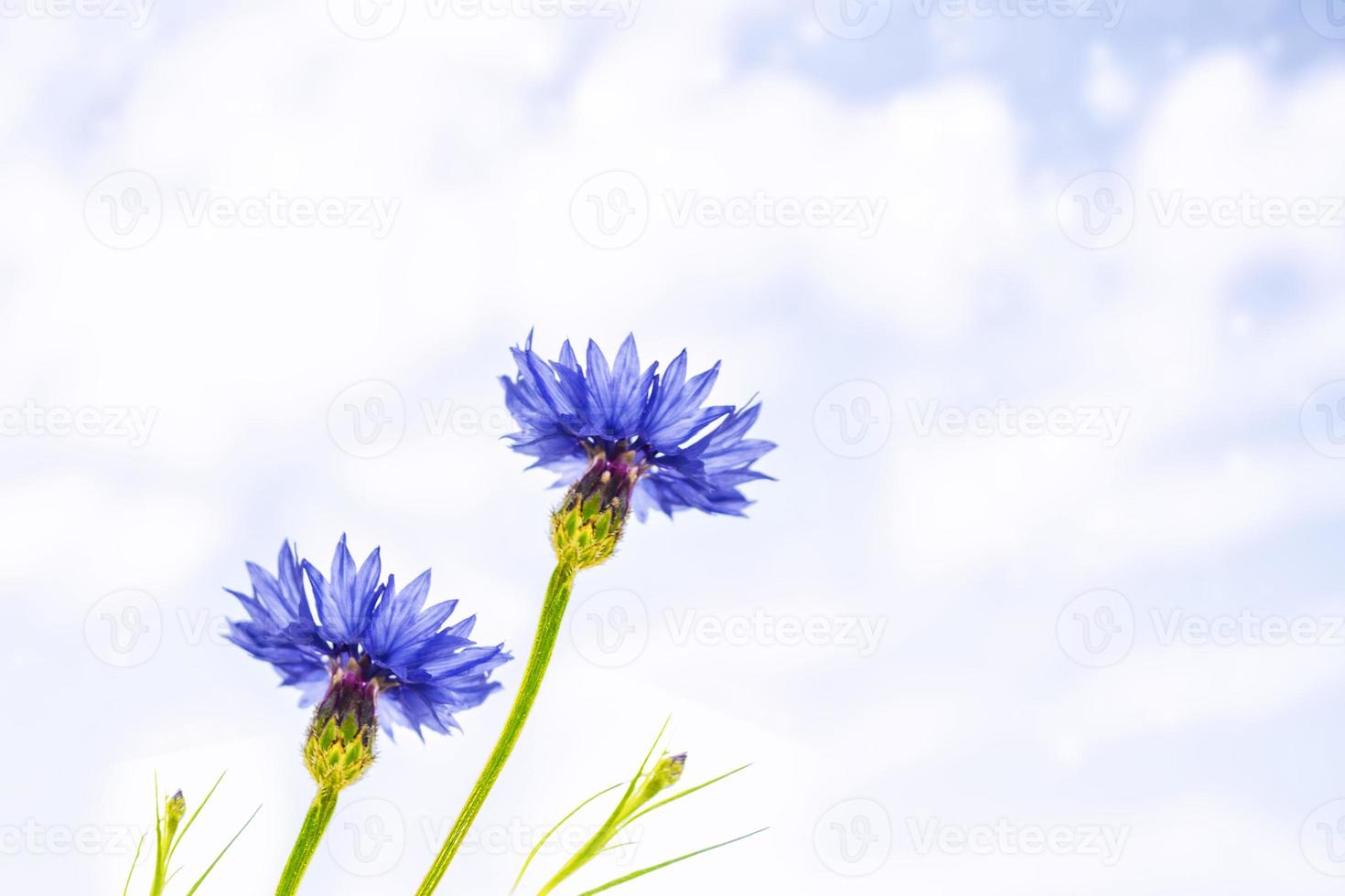 centaurée de fleur de bleuet aux couleurs vives, centaurea. photo