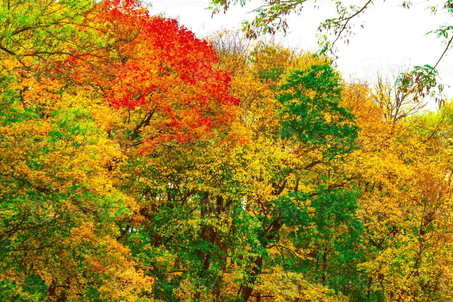 paysage d'automne avec un feuillage coloré et lumineux. été indien. photo