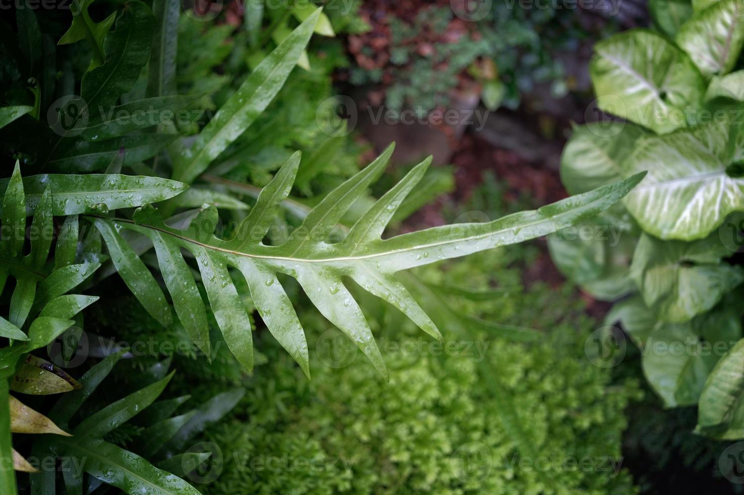 feuille de fougère verruqueuse, feuillage ornemental, fougère, concept fond naturel photo