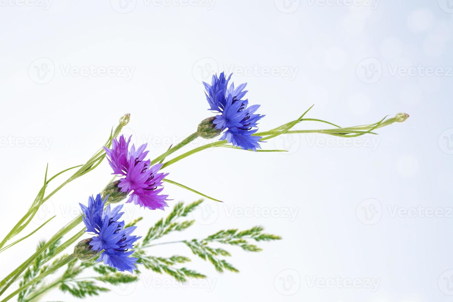 centaurée de fleur de bleuet aux couleurs vives, centaurea. photo