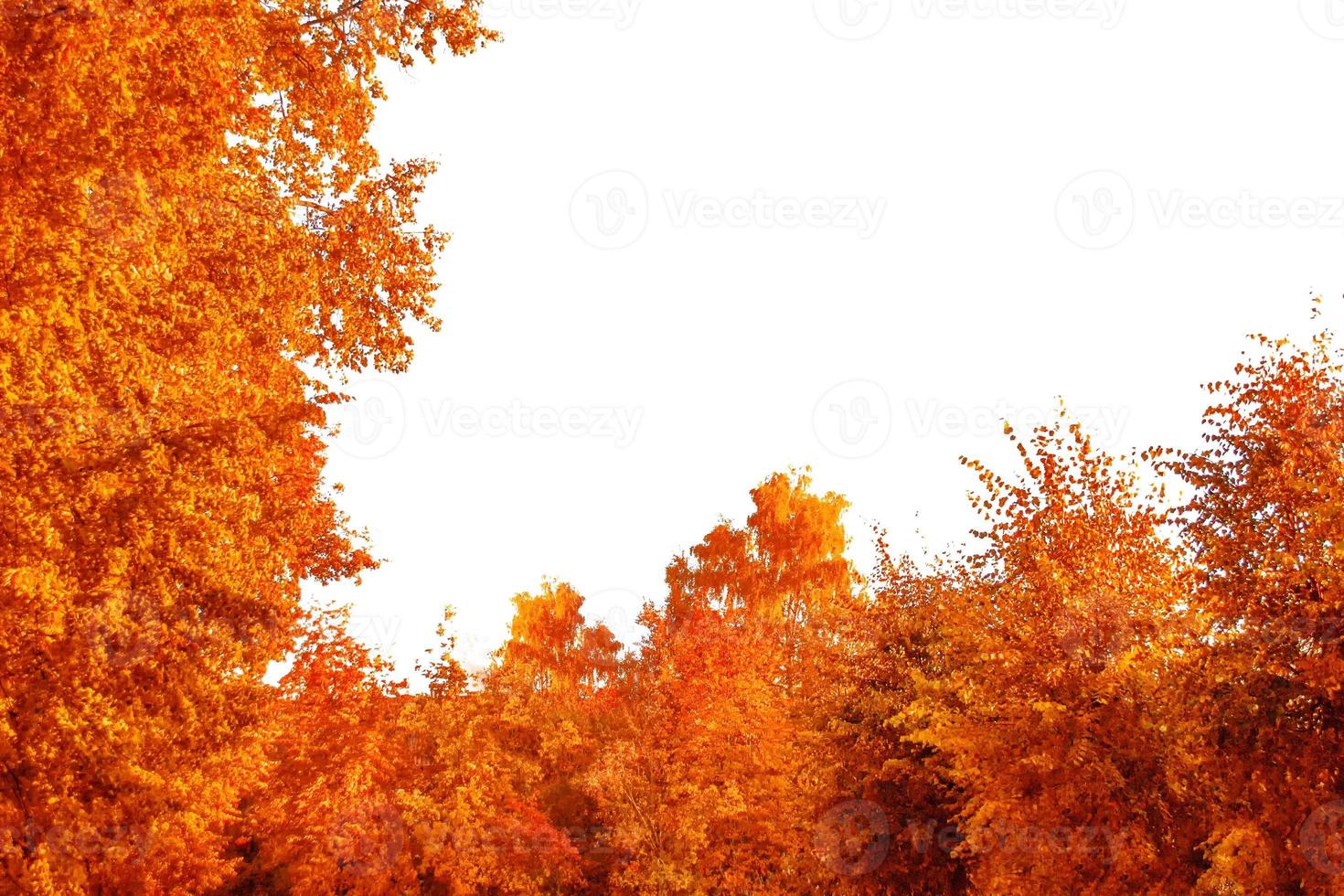 arbres d'automne flous sur fond blanc. photo