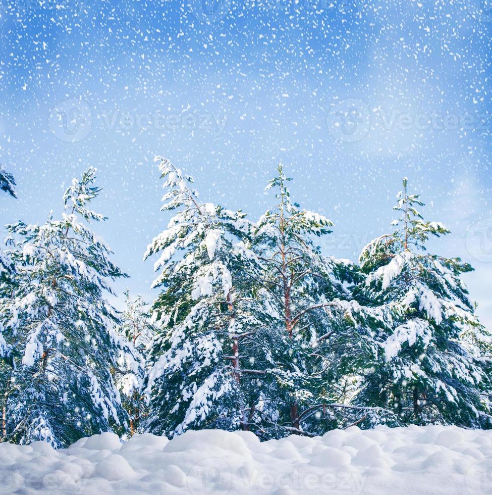 forêt d'hiver gelée avec des arbres couverts de neige. photo