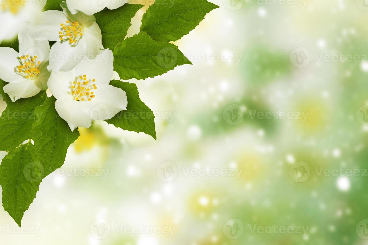 jasmin blanc la branche fleurs printanières délicates photo