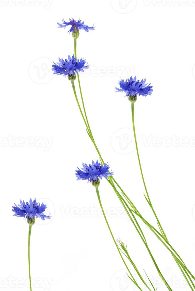 bleuet fleur sauvage. fond naturel. photo