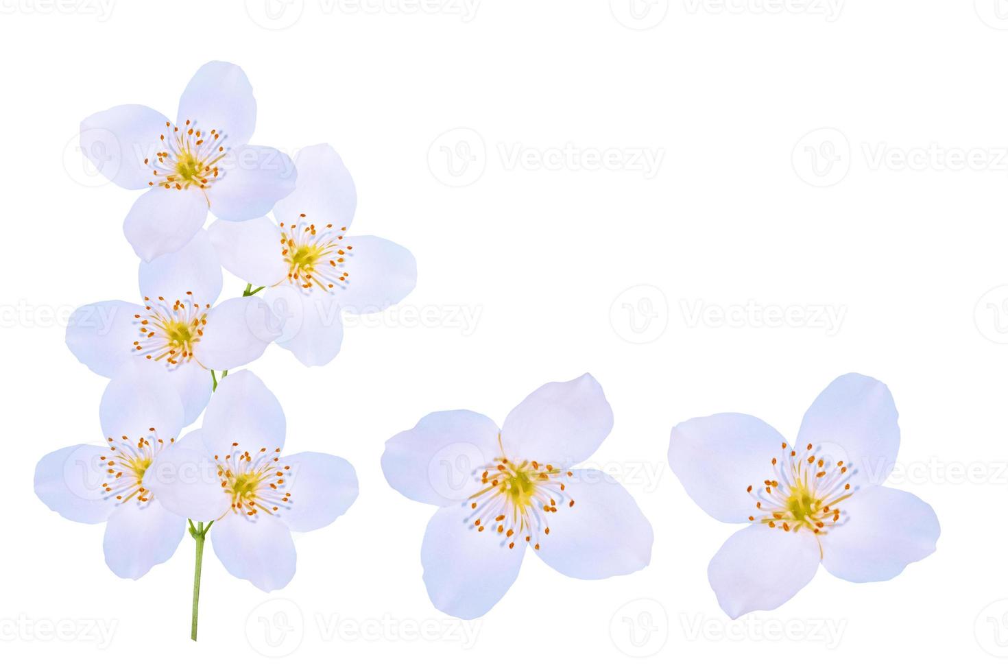 branche de fleurs de jasmin isolé sur fond blanc. photo