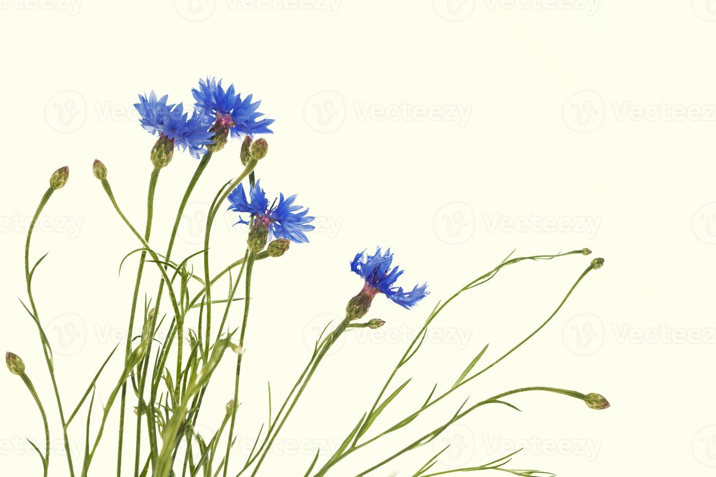 bleuet fleur sauvage. belles fleurs sauvages. photo