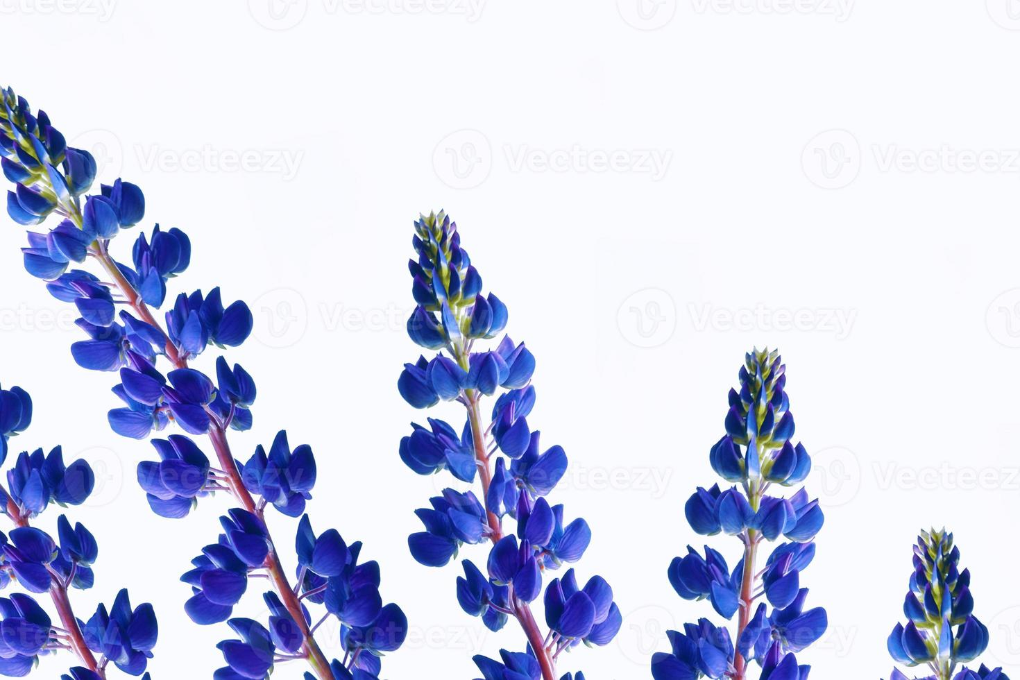 lupin violet isolé sur fond blanc. bourgeon de fleurs sauvages d'été. fleur sauvage violette. photo