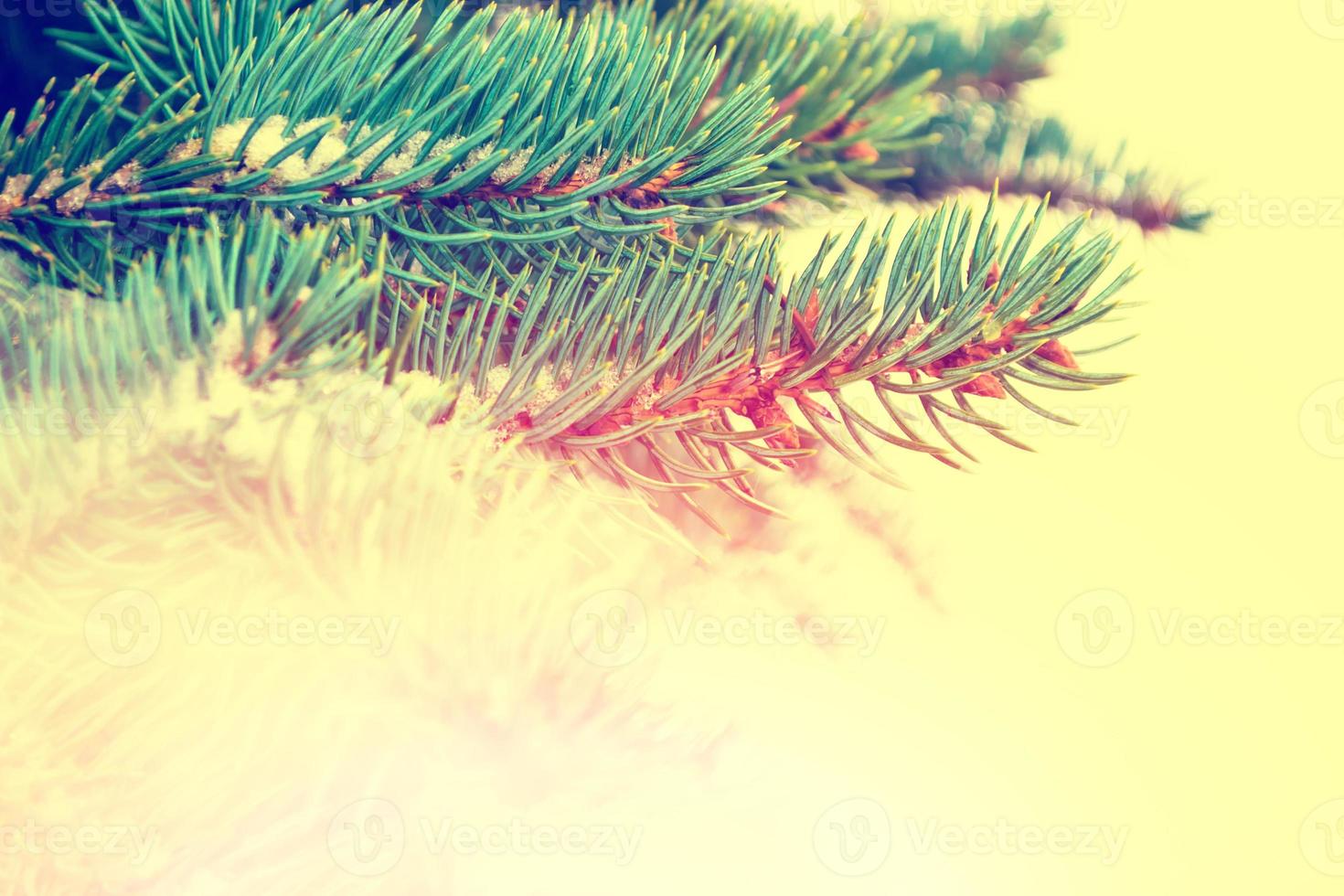 les branches de l'arbre de noël couvert de neige photo