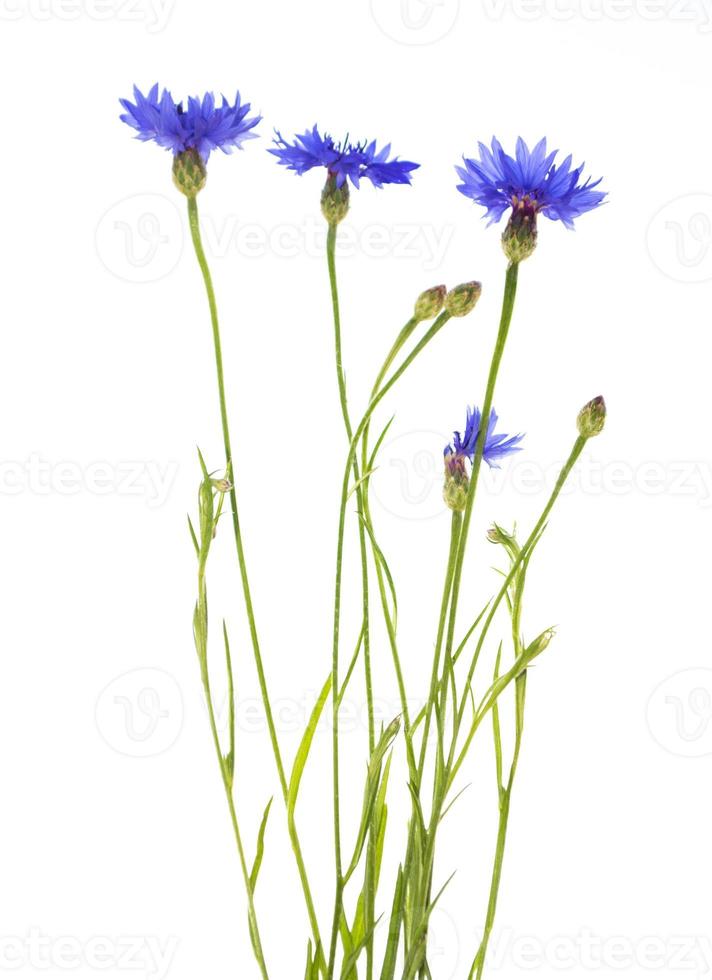 bleuet fleur sauvage. belles fleurs sauvages. photo