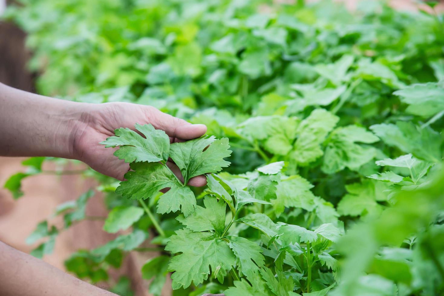 homme dans un jardin de céleri biologique photo