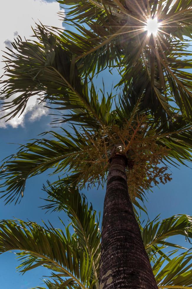 palmier à bétel avec le soleil qui brille photo