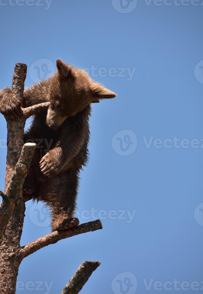 Mignon jeune ourson noir brun dans un arbre photo