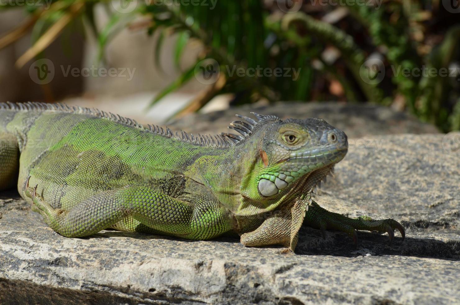 Iguane vert au soleil sur un rebord rocheux photo