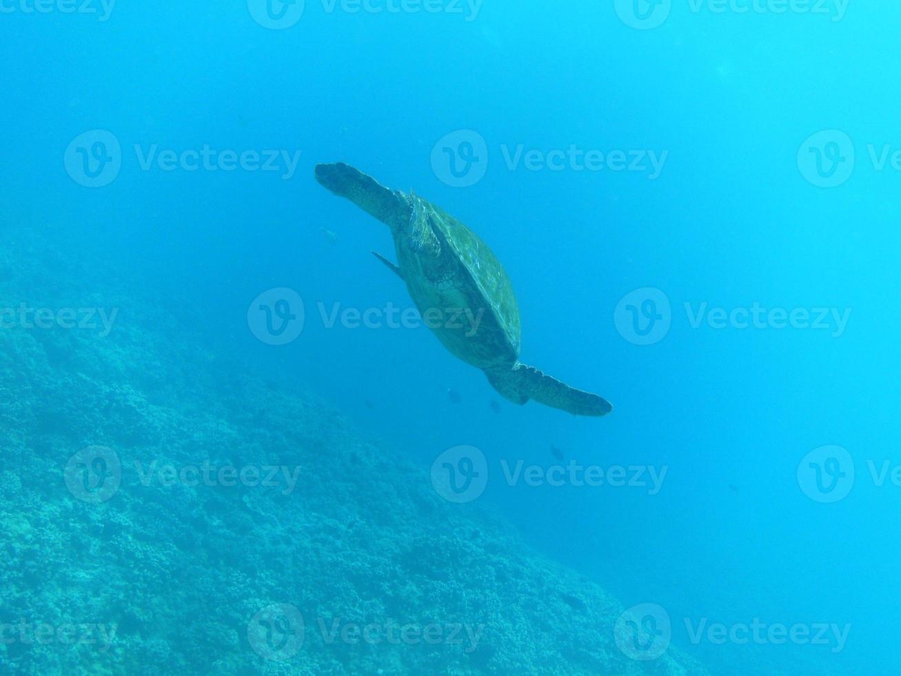 tortue de mer nageant à la surface de l'océan photo