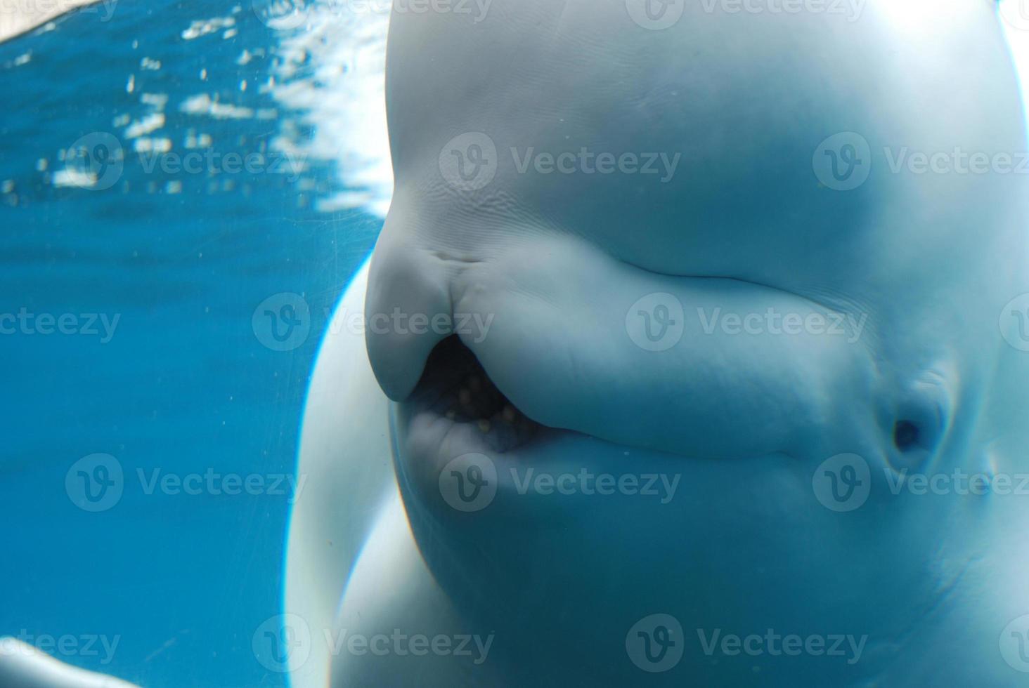 baleine blanche de près et personnelle sous l'eau photo
