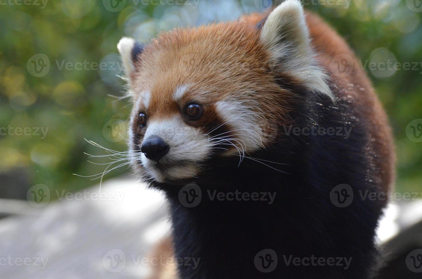 incroyable ours panda rouge arpentant photo