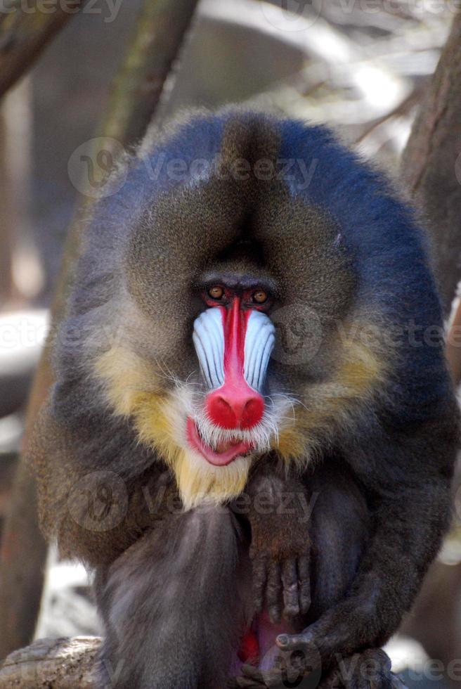 Grand visage d'un singe mandrill de près photo