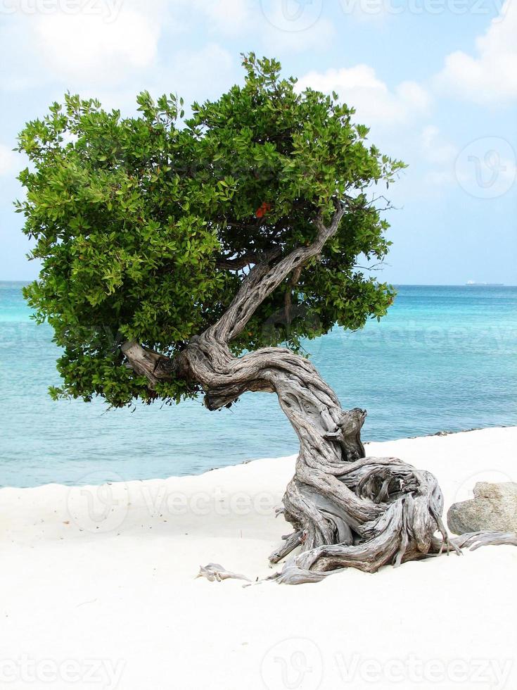 joli arbre divi divi à aruba photo