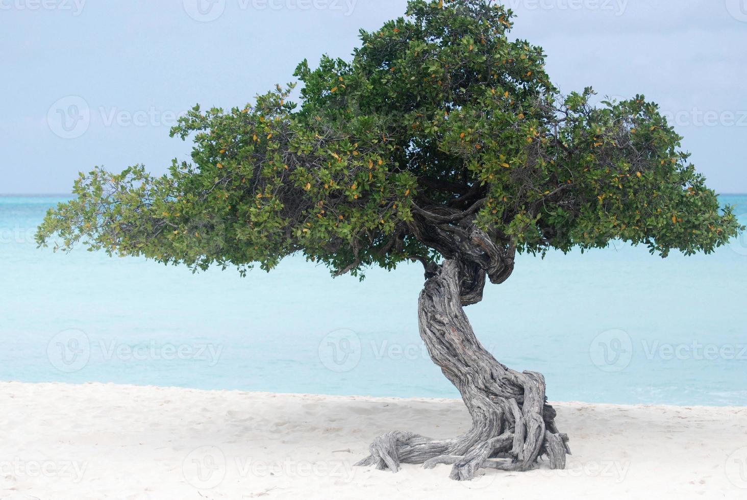arbre divi divi sur la plage de sable blanc photo