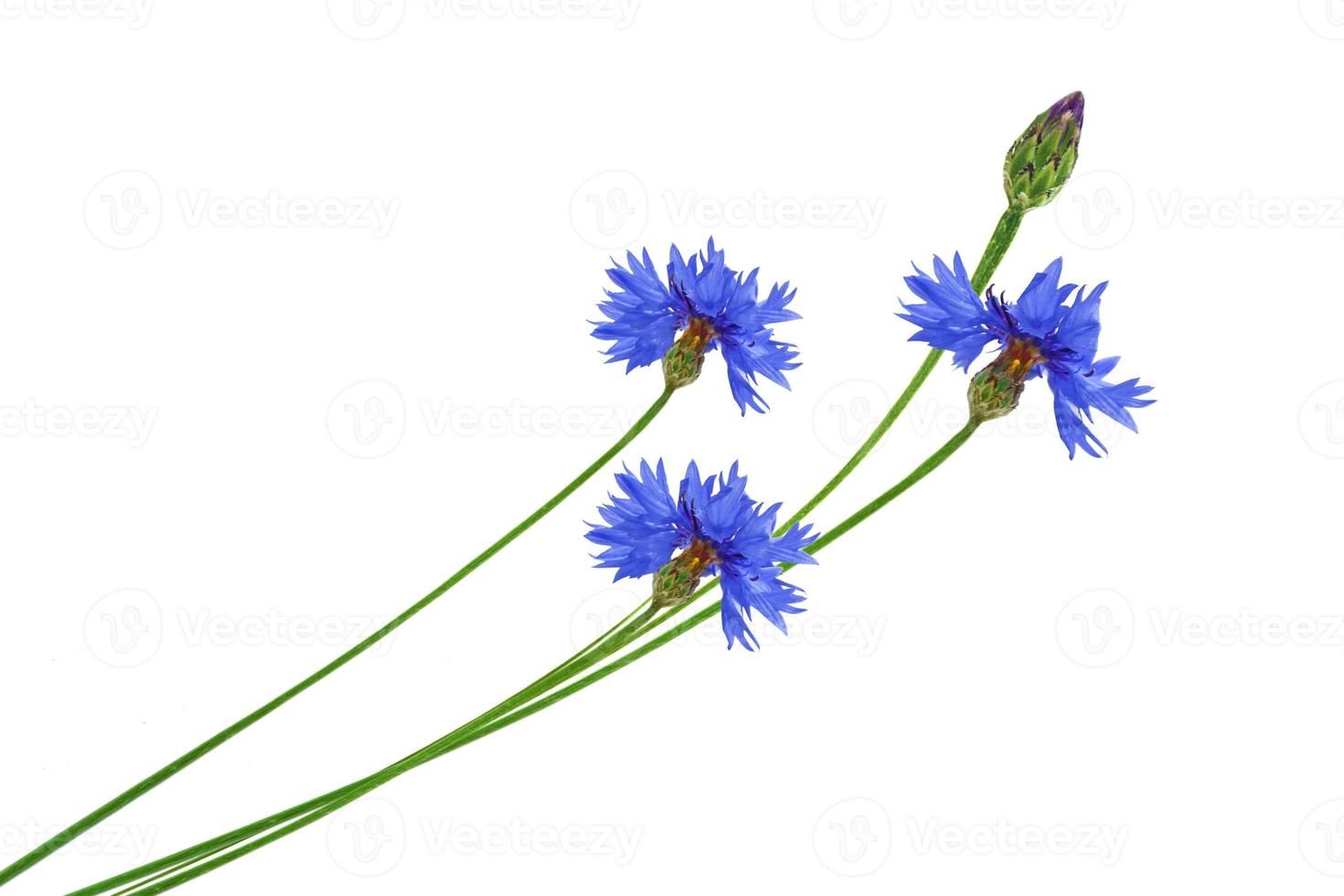 bleuet fleur sauvage. belles fleurs sauvages. photo